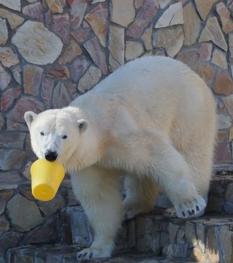 Ленинградский зоопарк показал, как белая медведица Хаарчаана отметила свой день рождения