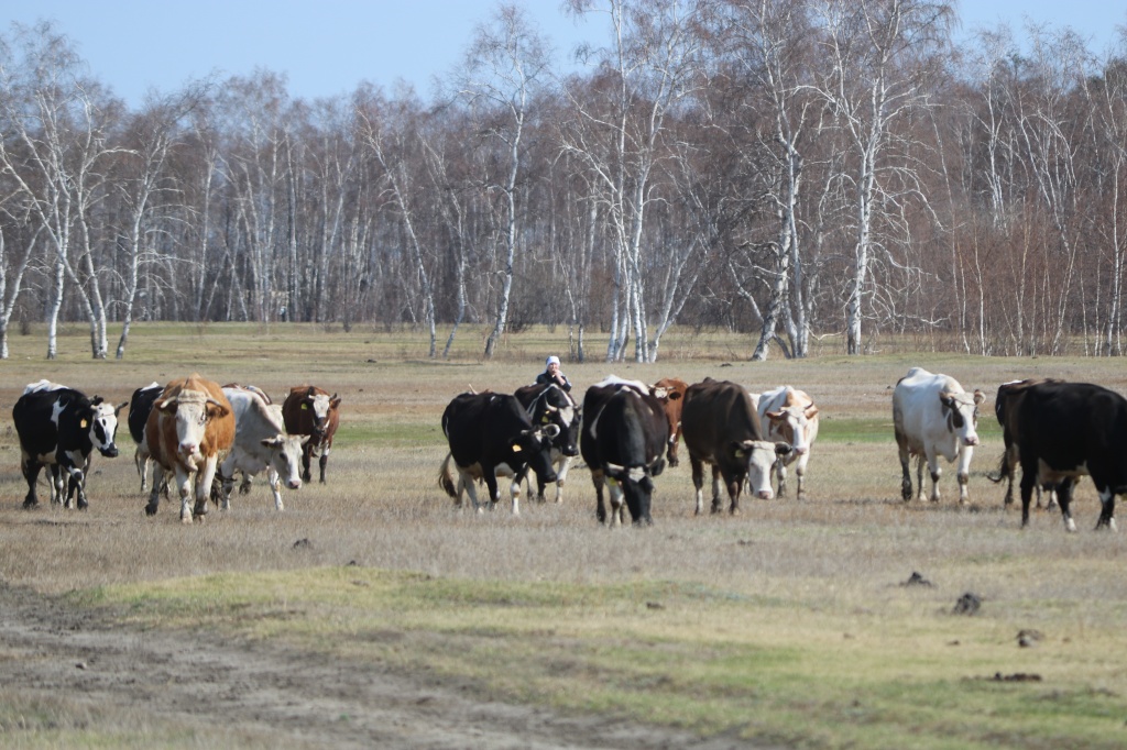 Дополнительно 500 млн рублей направят на развитие сельхозпроизводства в Якутии