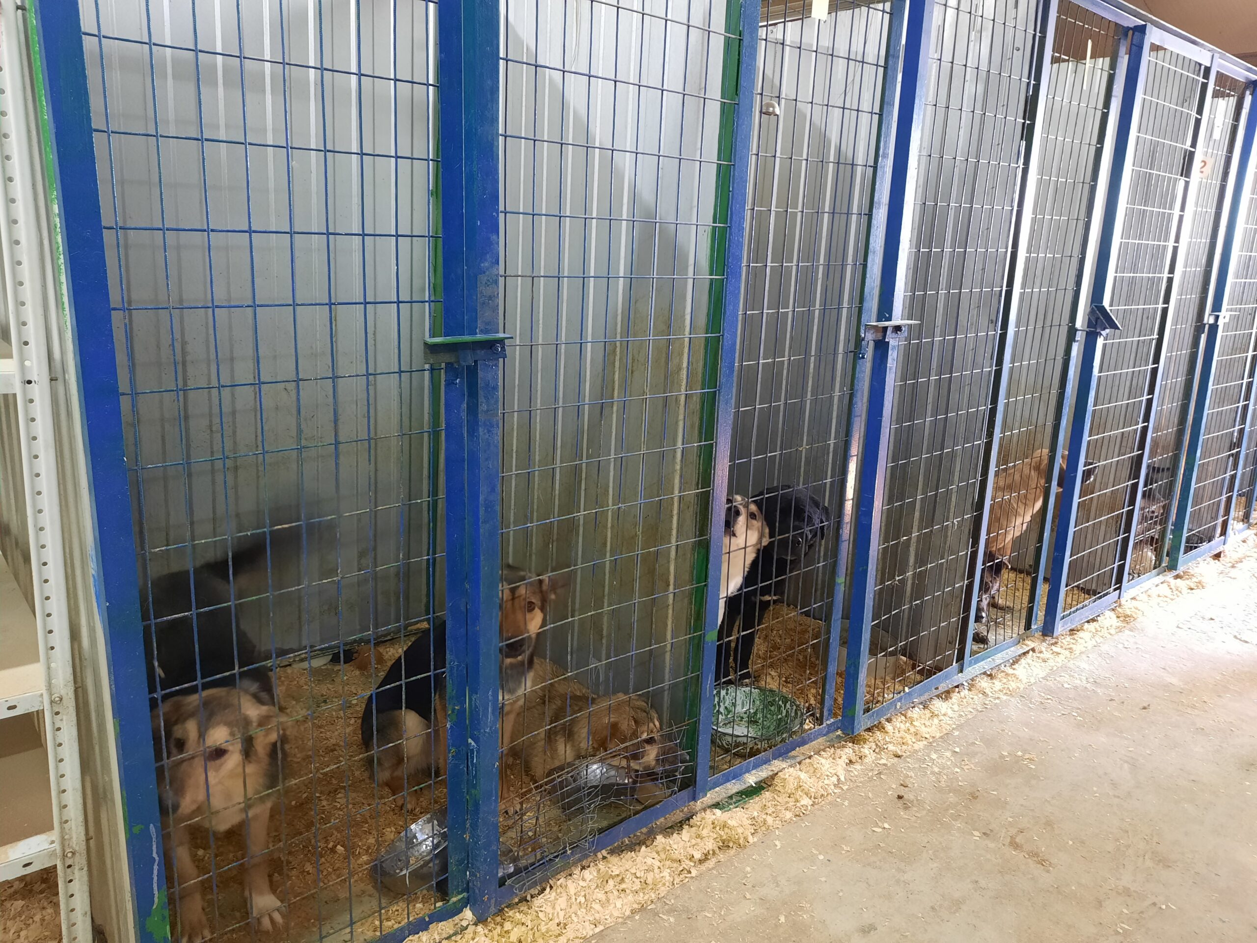 160 собак отловили в Якутске за неделю