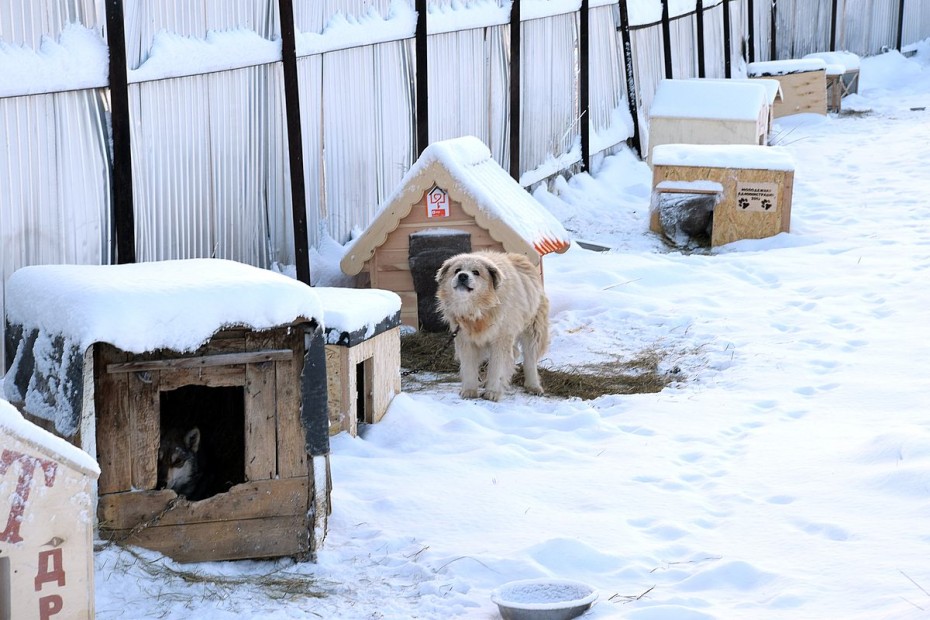 Более 60 безнадзорных собак отловили в Якутске за сутки