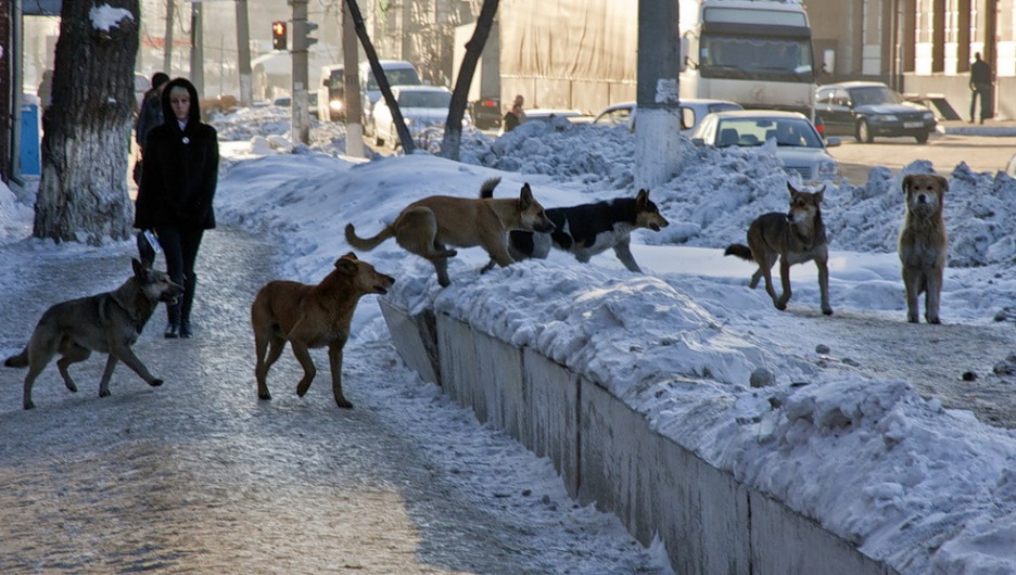 Прокуратура выявила порядка 150 неисполненных заявок на вылов собак в Якутске