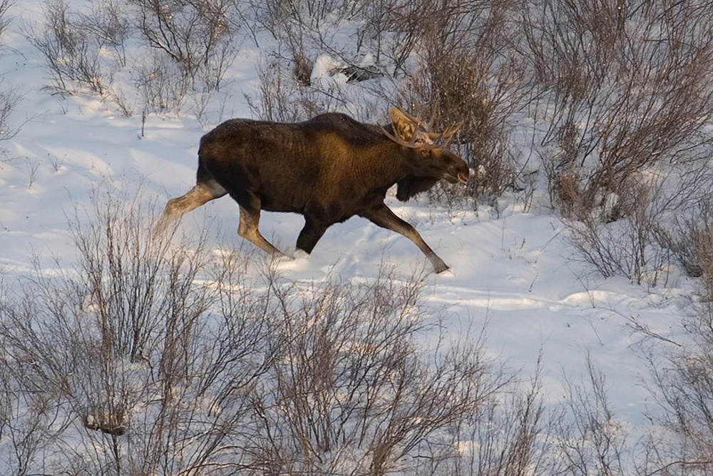 Сроки охоты на копытных в Якутии завершатся 25 декабря