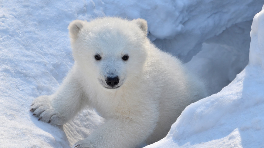 Одинокого белого медвежонка обнаружили возле полярной станции на острове Вайгач