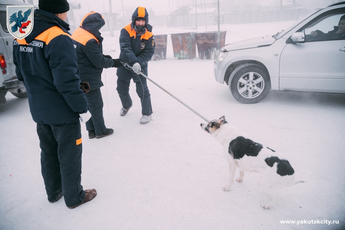 Более 10 бригад продолжают отлов безнадзорных собак в Якутске 31 декабря