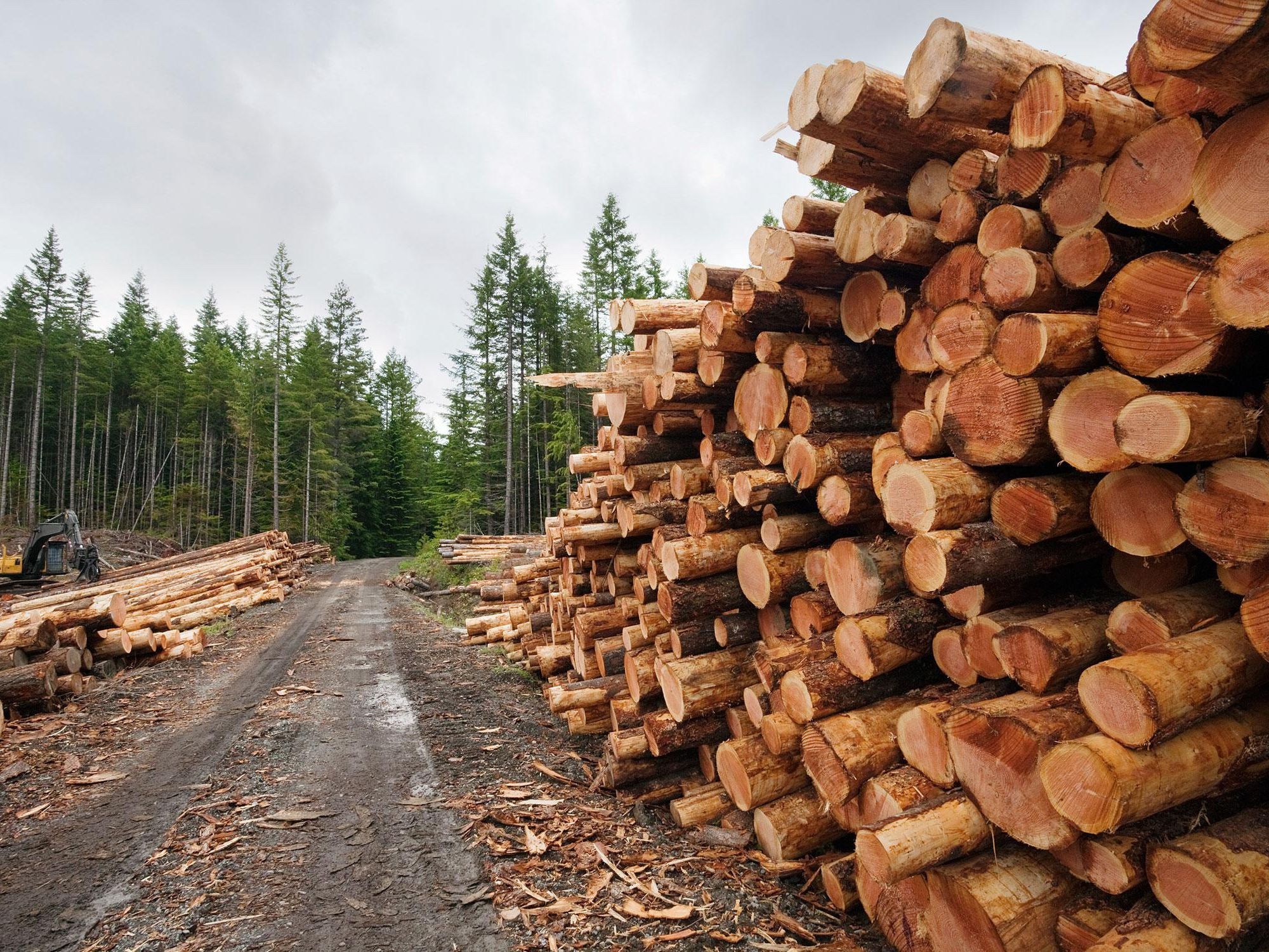 Объем переработки древесины вырос в Якутии в 2021 году