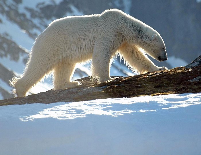 Новый проект по сохранению белого медведя в Арктике запустят в 2022 году
