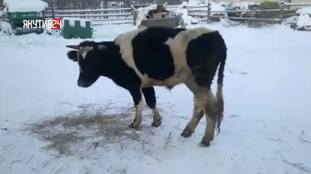 Якутский бык три месяца выживал в леднике, питаясь мясом