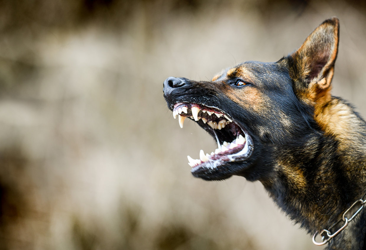 Более 860 укусов собак зафиксировали в травмпункте Якутска с начала года