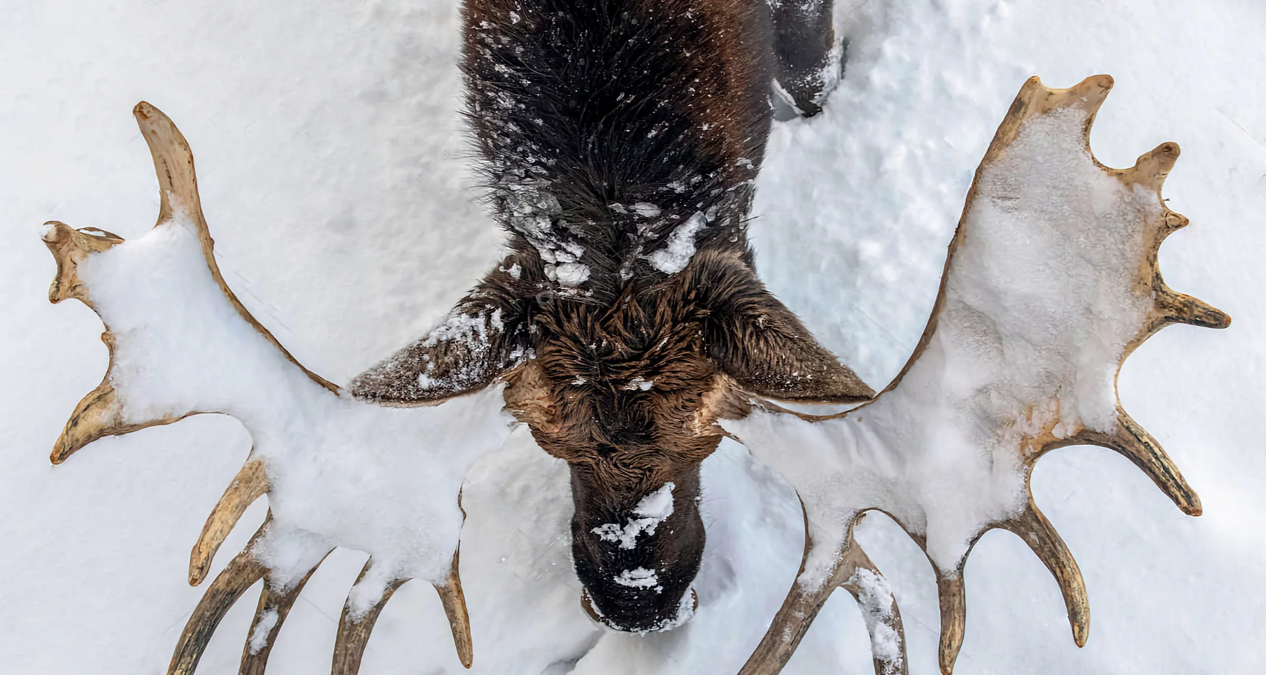 Сезон охоты на лося, оленя и косулю завершится 25 декабря в Якутии