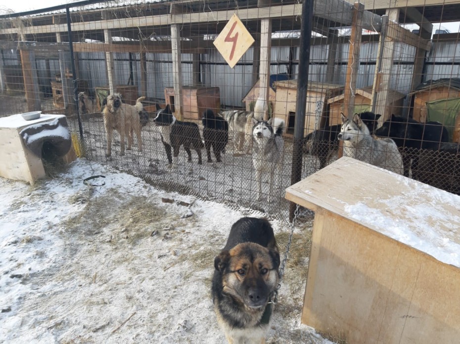 Выпуск собак из пункта передержки временно запретили в Якутске