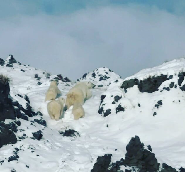 Белую медведицу с тремя медвежатами заметили в якутском заповеднике