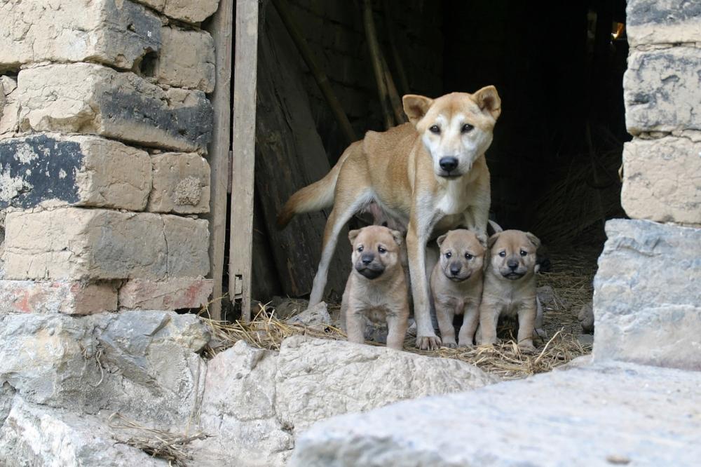 Более 110 безнадзорных собак выловили за неделю в Якутске