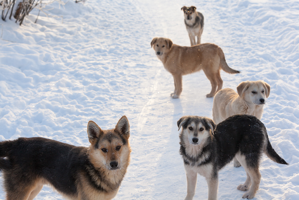 Половина отловленных безнадзорных собак в Якутске оказались хозяйскими