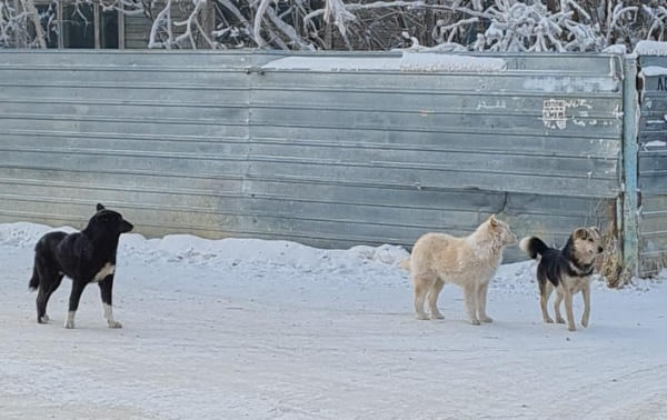 Меры по отлову безнадзорных собак усилили в Якутске