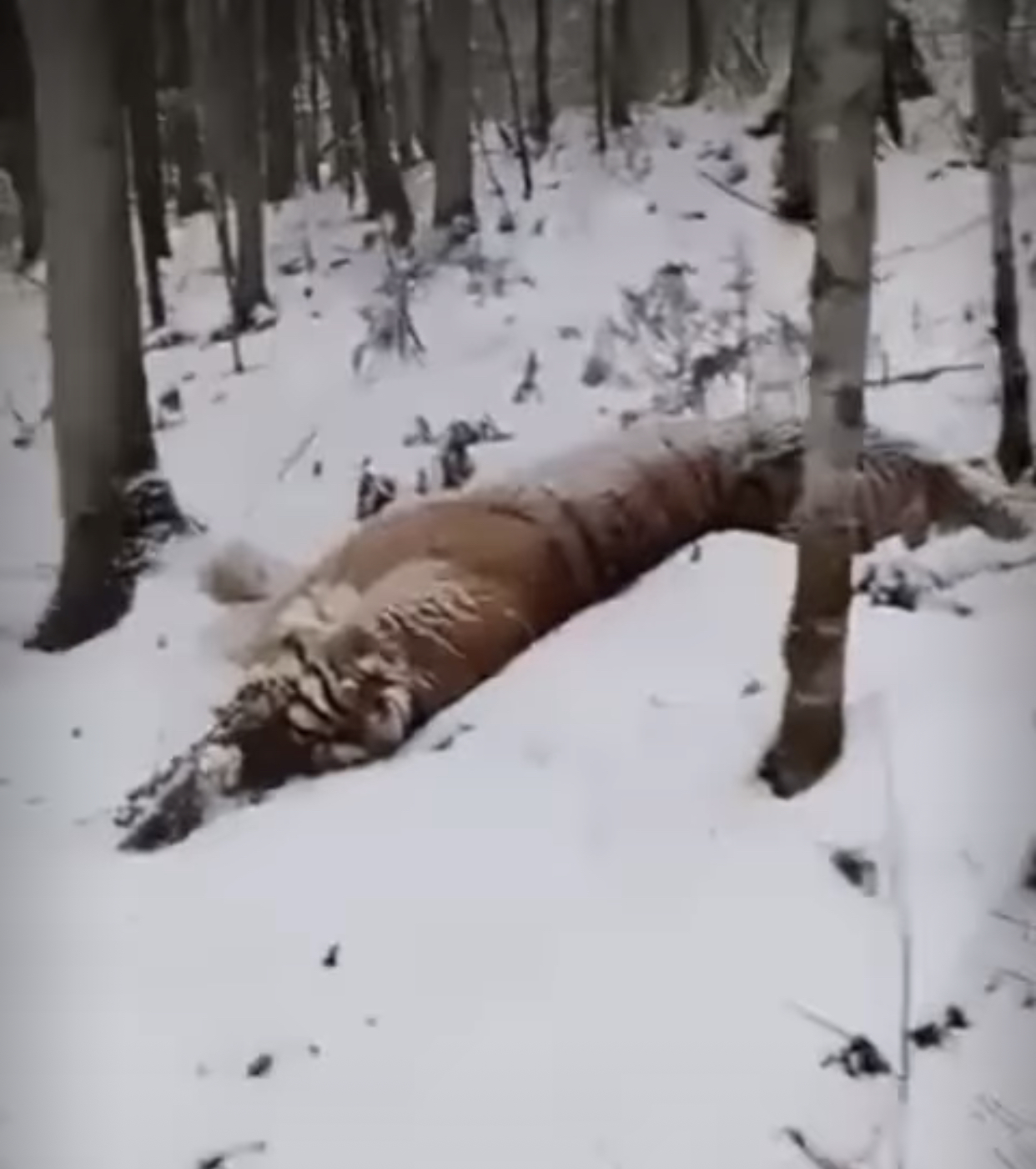 Информацию о нахождении мертвого тигра опровергли в Минэкологии Якутии