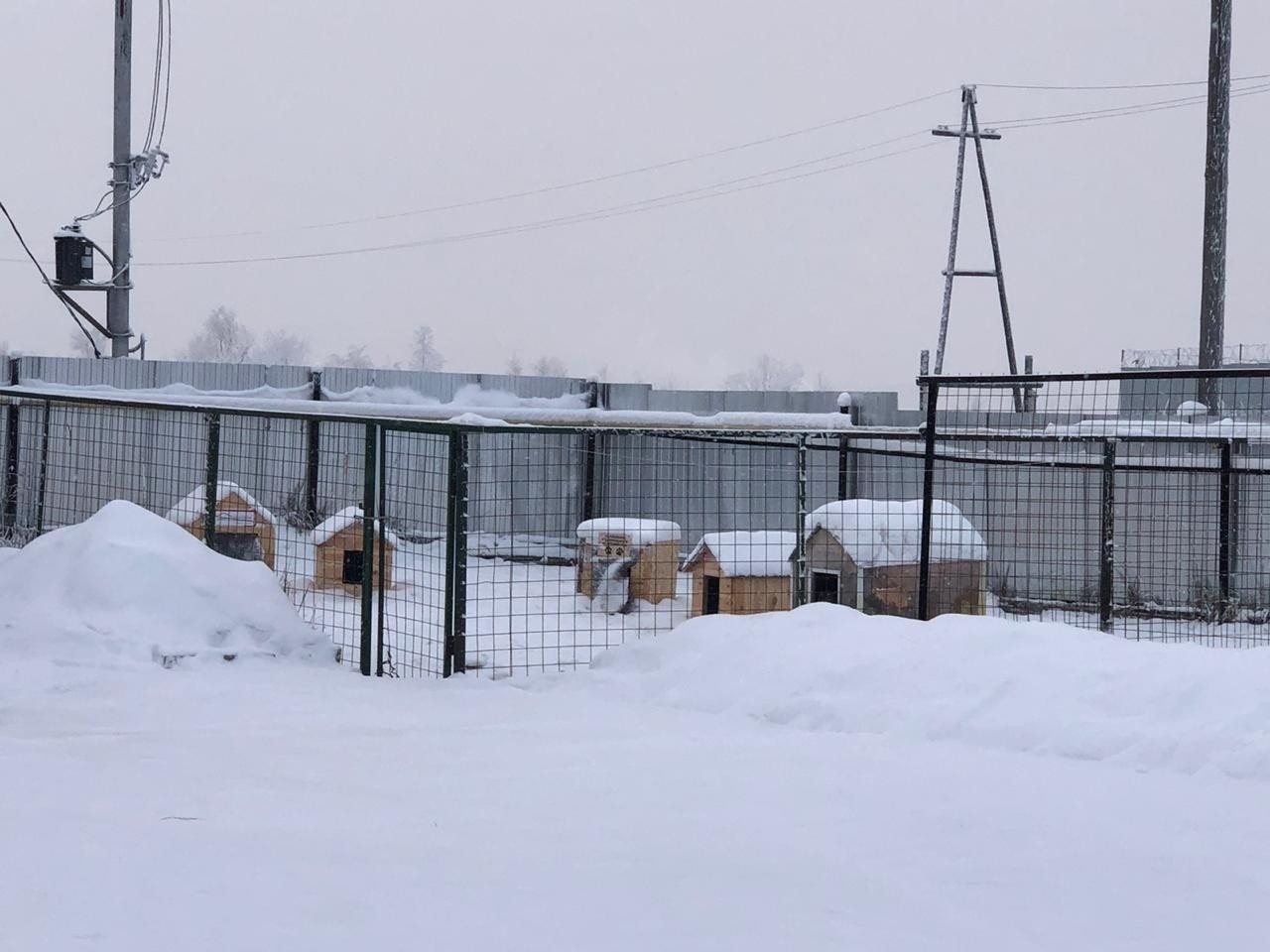 Имеющийся пункт передержки животных расширят в Якутске