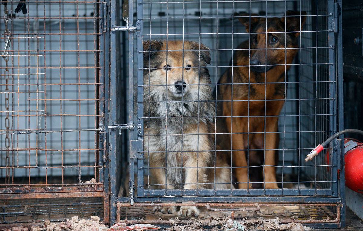 Более 330 собак отловили с улиц Якутска за 11 дней