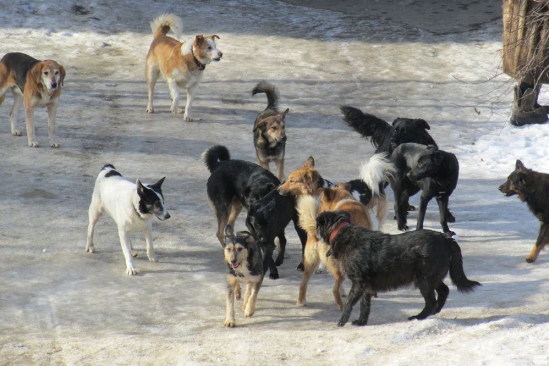 Бригады отловили 75 собак в Автодорожном округе Якутска