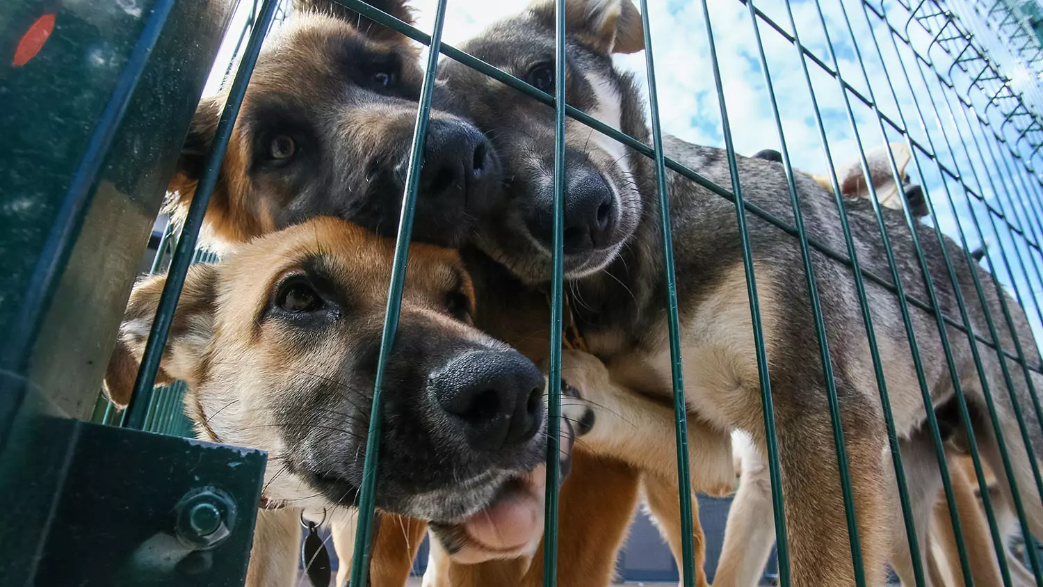 Общественная палата предложила создать в Якутске резервации для бродячих собак
