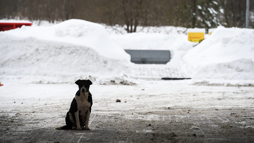 Порядка 500 бездомных собак отловили в Якутске за три недели