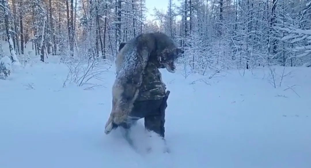 Волчицу поймали с помощью капкана в Намском районе Якутии