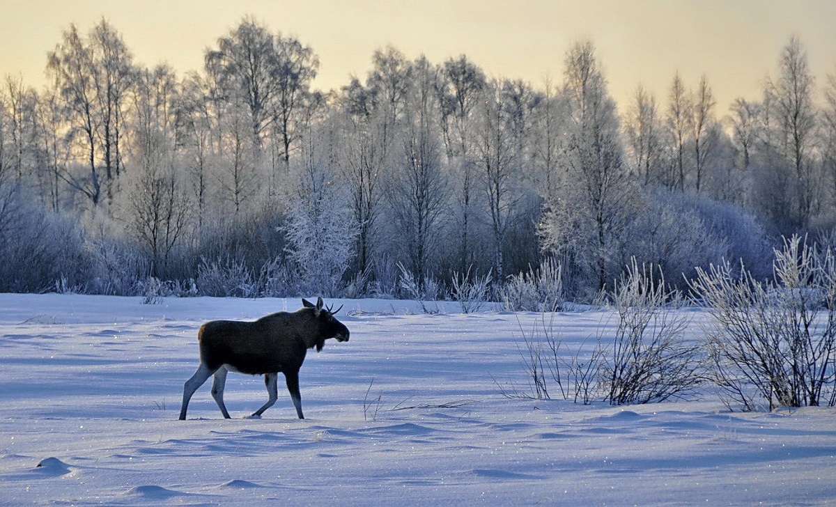 Сезон охоты на парнокопытных и боровую дичь завершился в Якутии