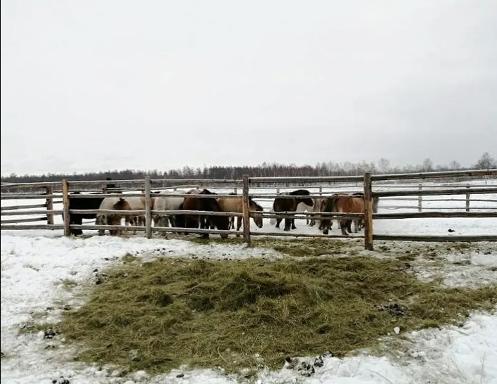 СХПК «Дьөhөгөй» стал племенным репродуктором по разведению лошадей якутской породы