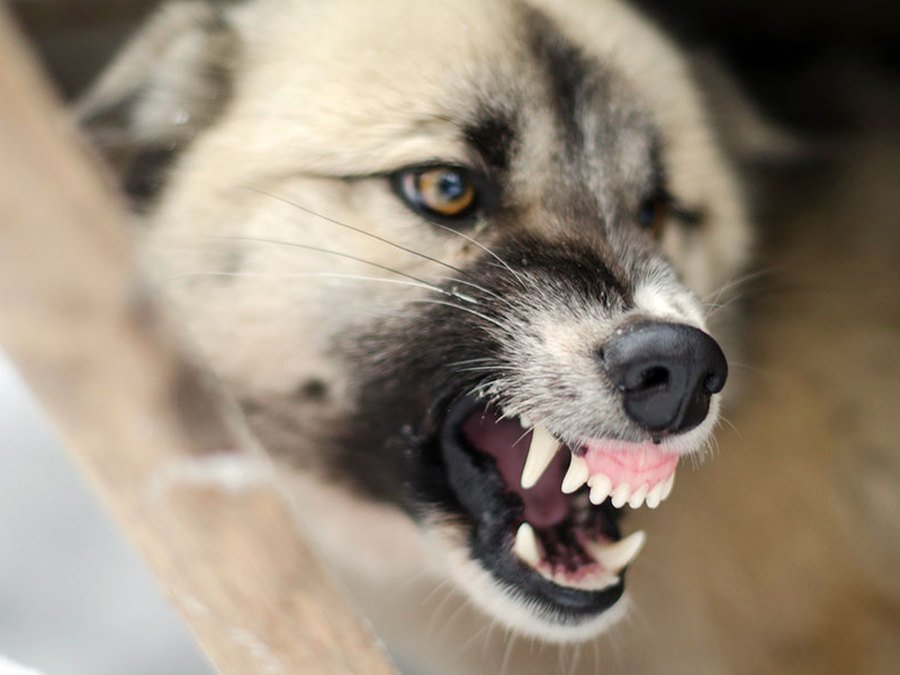 СУ СК проверяет информацию о нападении собак на мужчину в Якутске