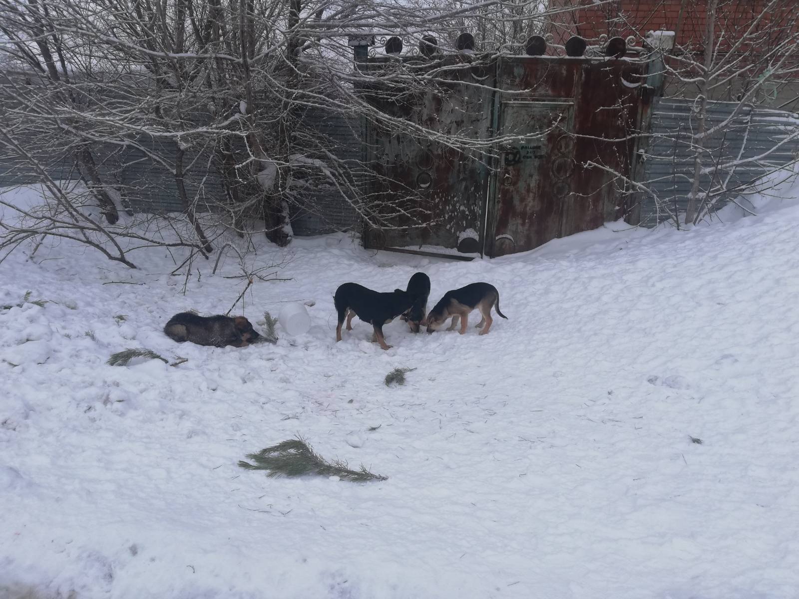 Более 80 собак отловили в Автодорожном округе Якутска после ввода режима ЧС