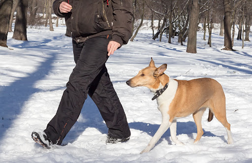 Департамент ветеринарии Якутии рекомендует не отпускать питомцев на самовыгул