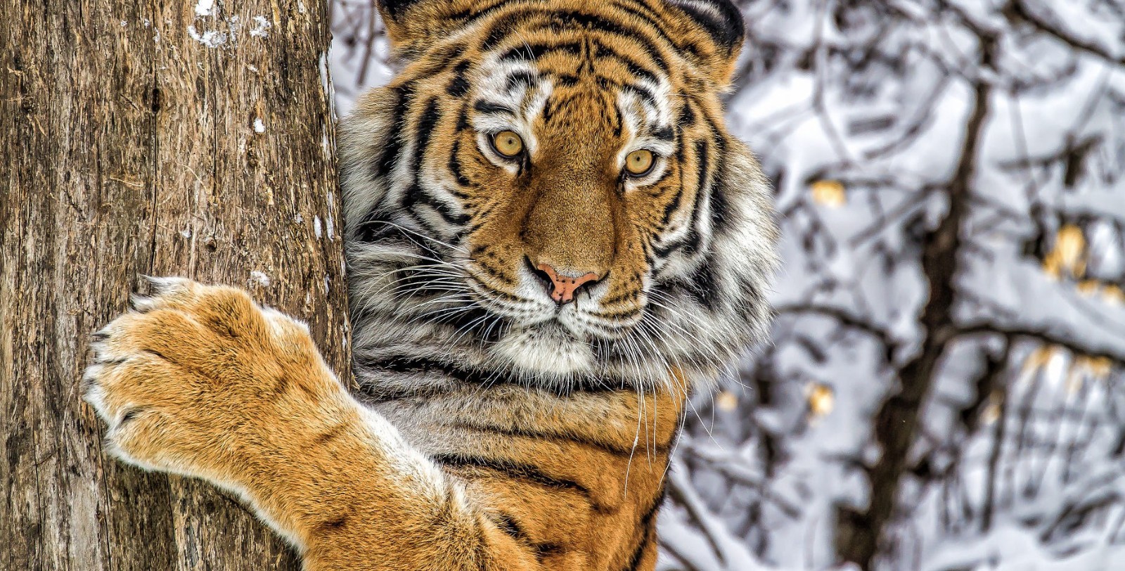 Масштабный учет численности амурского тигра проведут в РФ