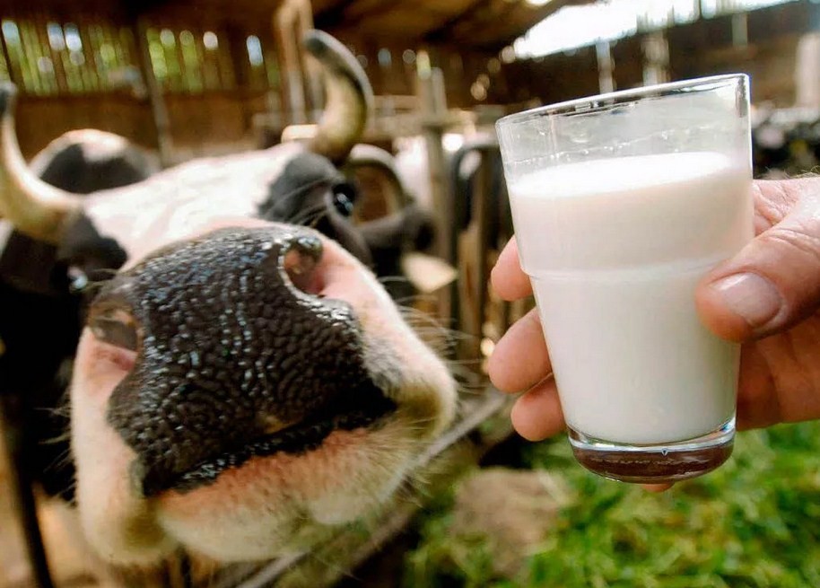 Уровень самообеспеченности якутян молоком достиг 56,4%