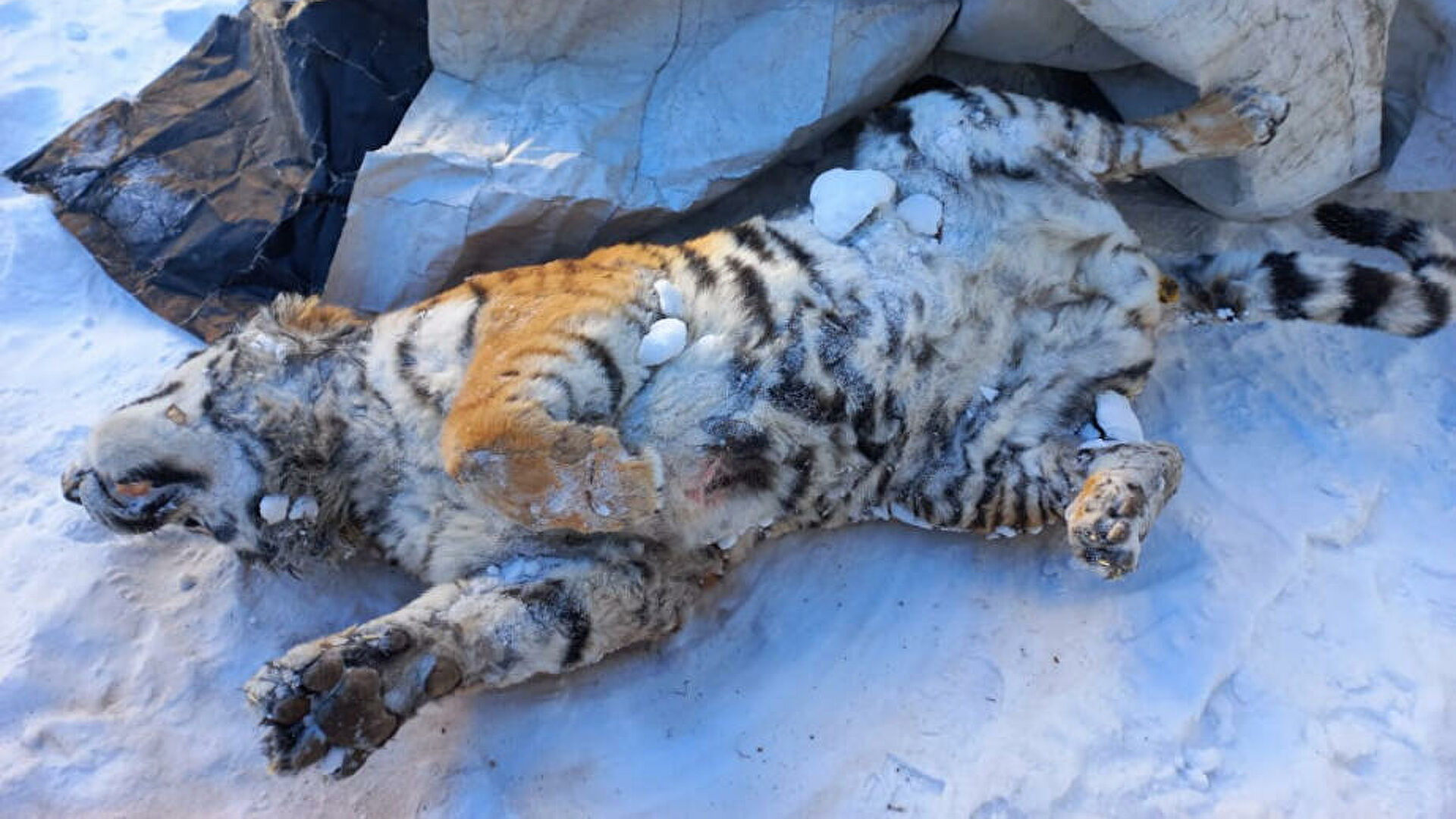Тайник с застреленным амурским тигром нашли в Хабаровском крае