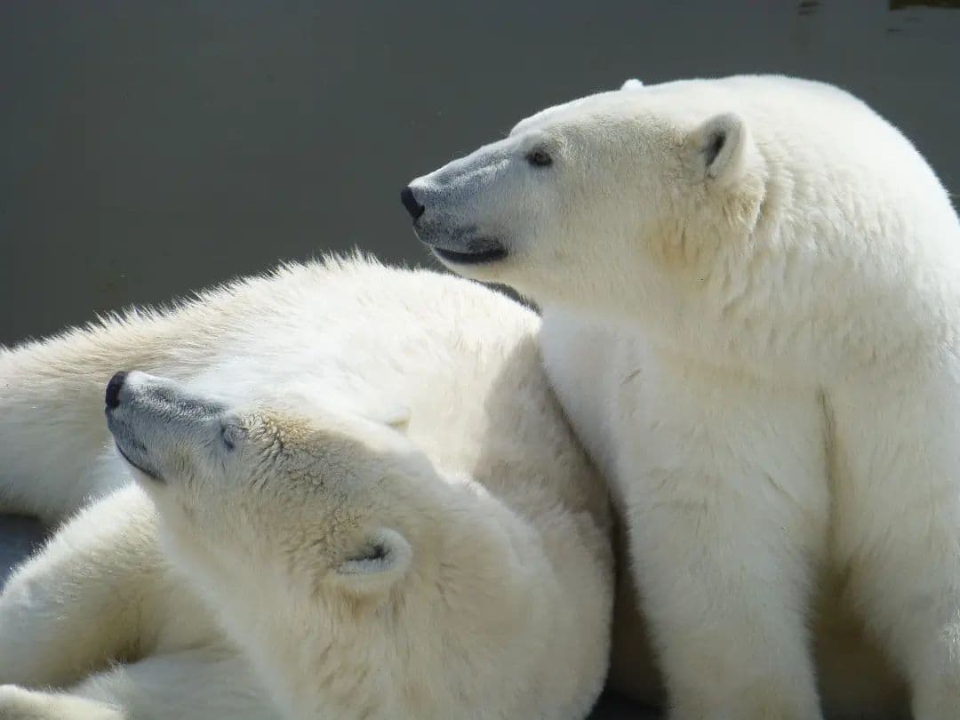 Сотрудники якутского зоопарка поздравили Колыману и Ломоносова с Международным днем белого медведя