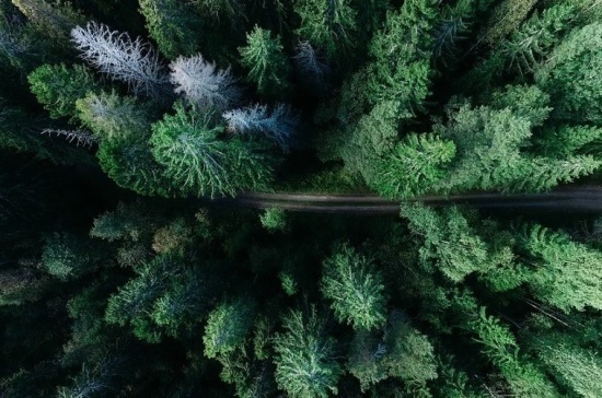 Порядок подготовки единого федерального плана проведения лесоустройства утвердили в РФ