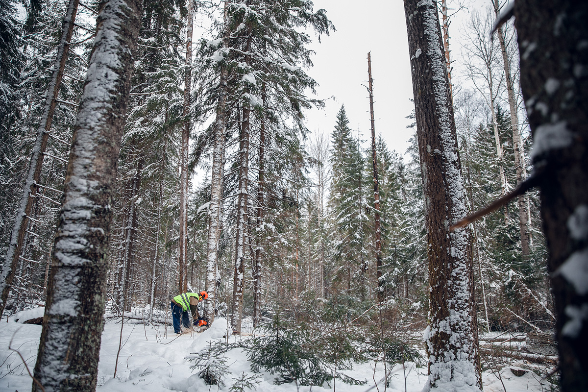 Лесозаготовка на площади 34 га ведется в Алданском районе Якутии