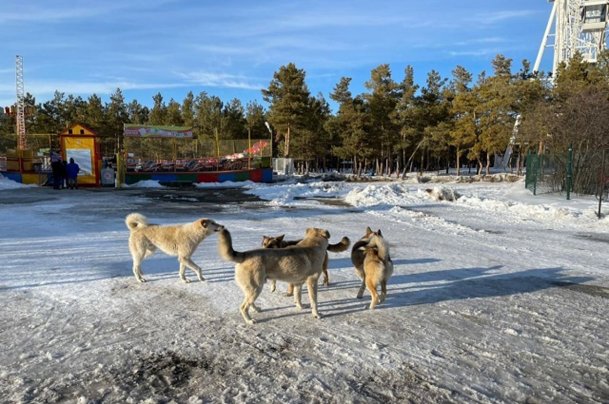 Число заявок на отлов безнадзорных собак уменьшилось в Якутске
