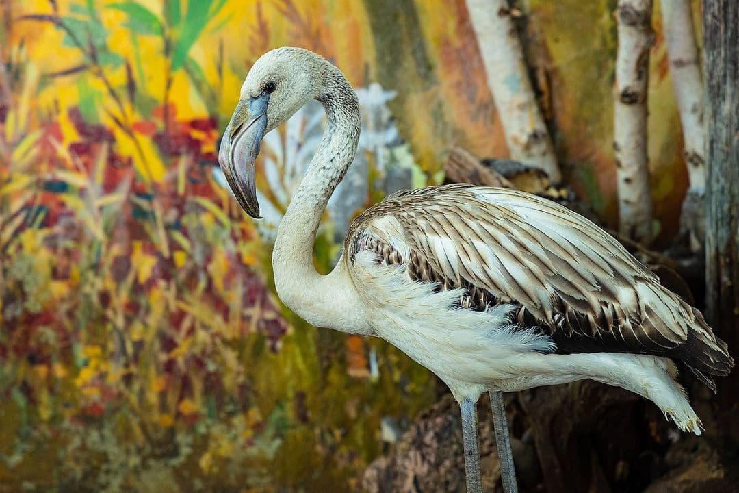 Фламинго Гриша из Якутии прошел карантин в Красноярском зоопарке