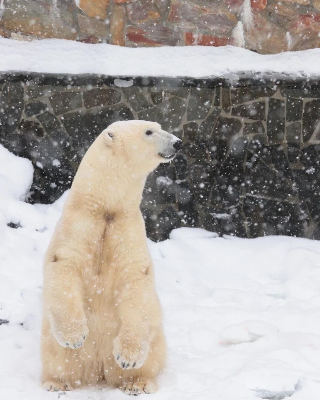 Международный день белого медведя отметят в Ленинградском зоопарке 27 февраля