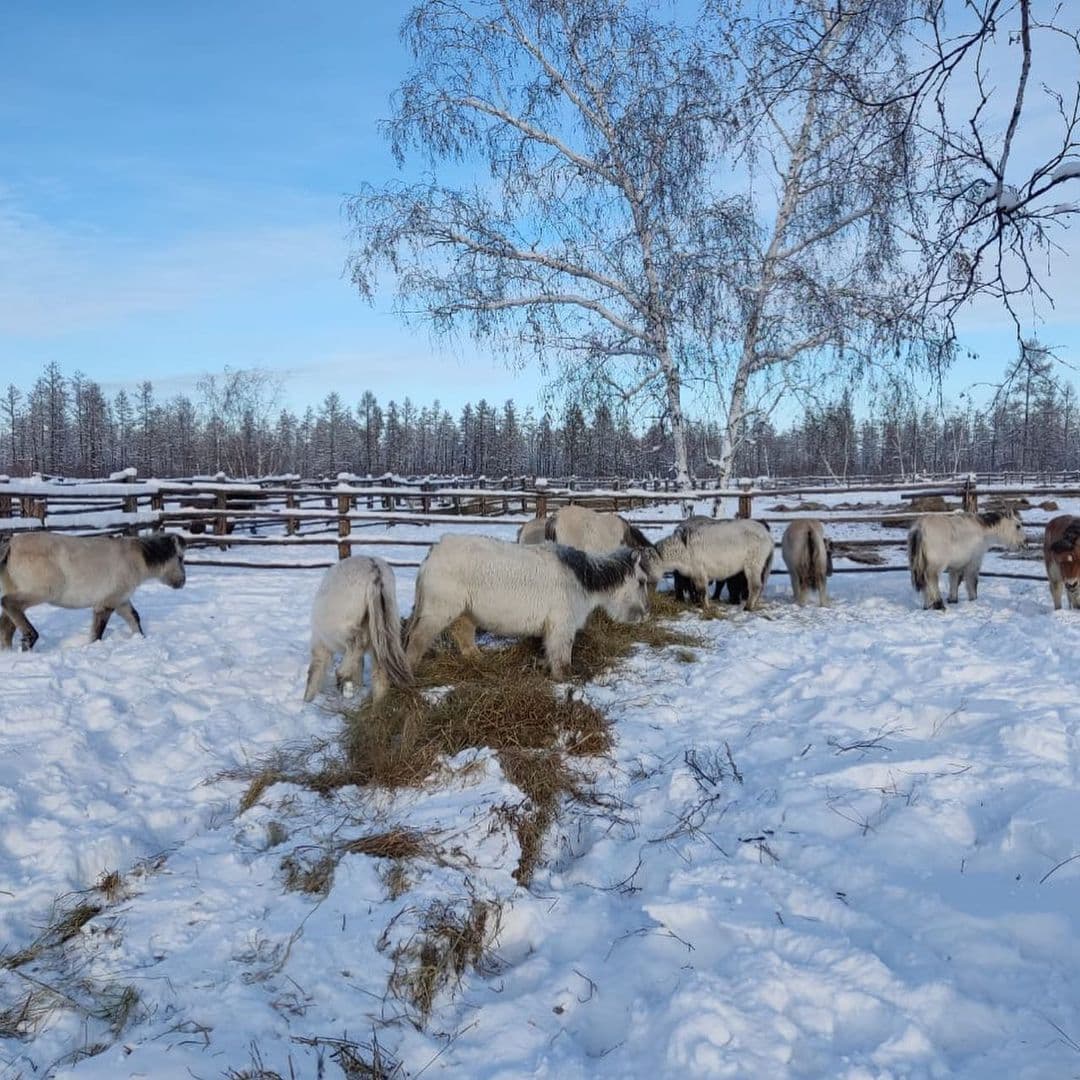 Якутские лошади янского типа появились в Чурапчинском районе Якутии