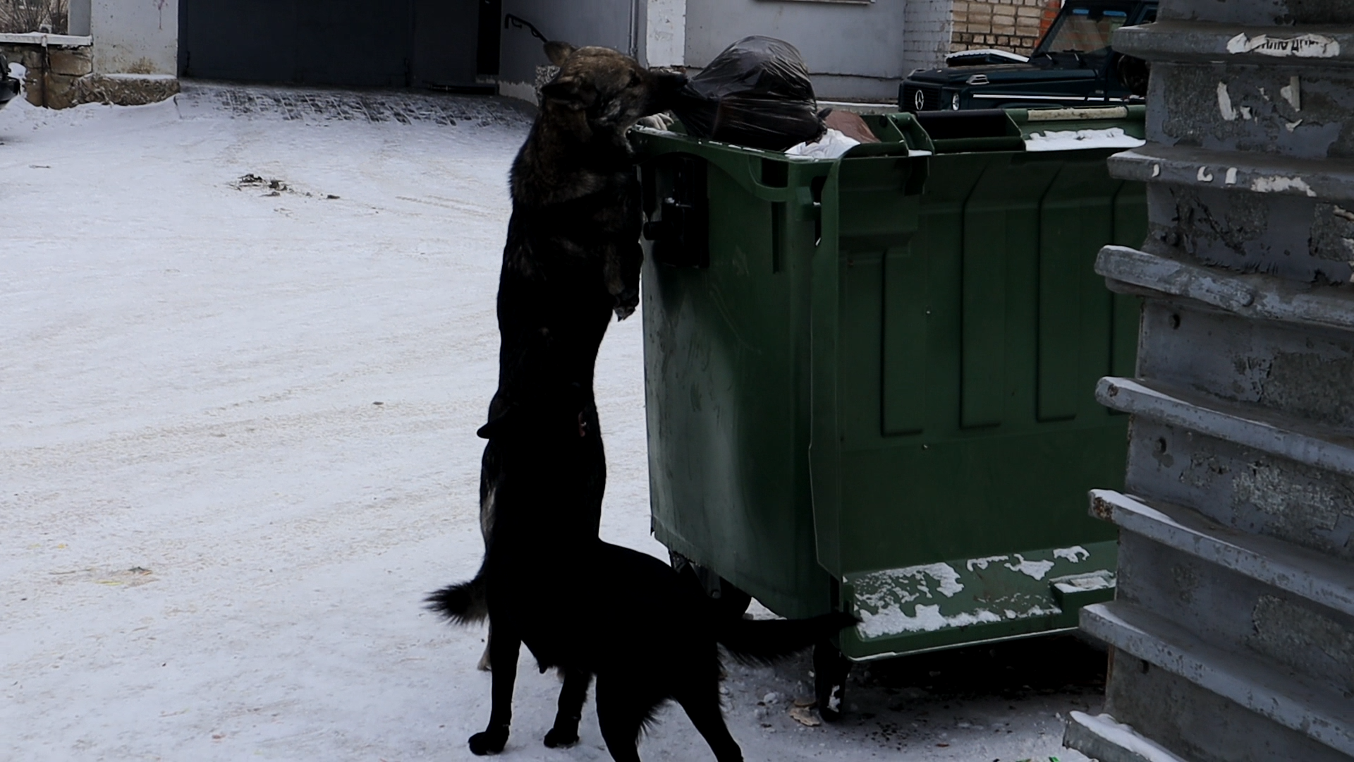 Почти 800 бездомных собак отловили в Якутске в январе