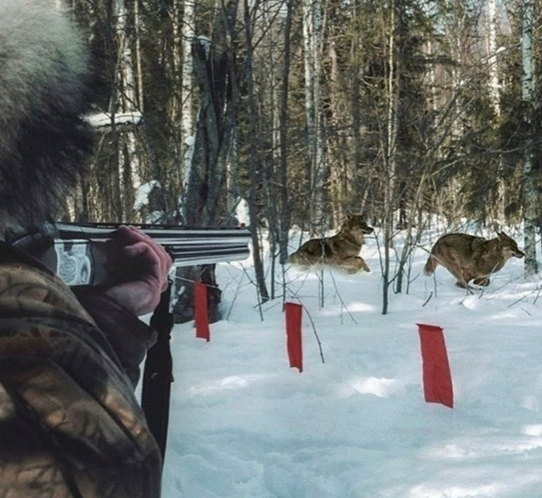 Контроль над численностью волков усилят в Намском районе Якутии