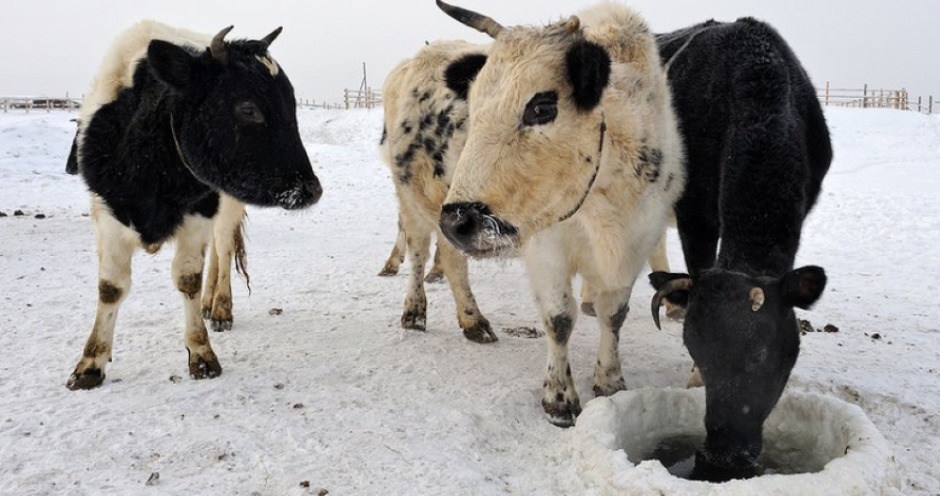 Поголовье якутского скота в республике может вырасти на 1250 голов за два года