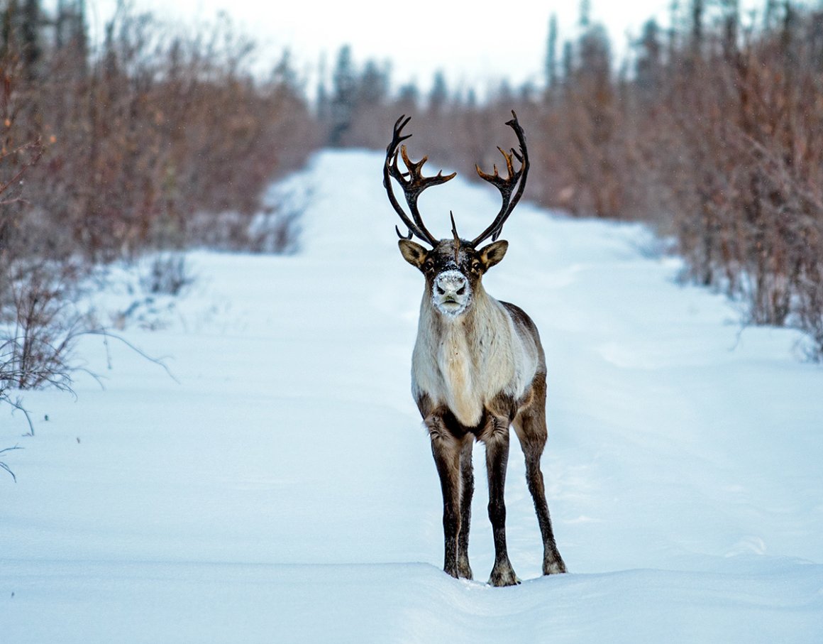 Центр для совершенствования пород северных оленей предложили создать в Якутии