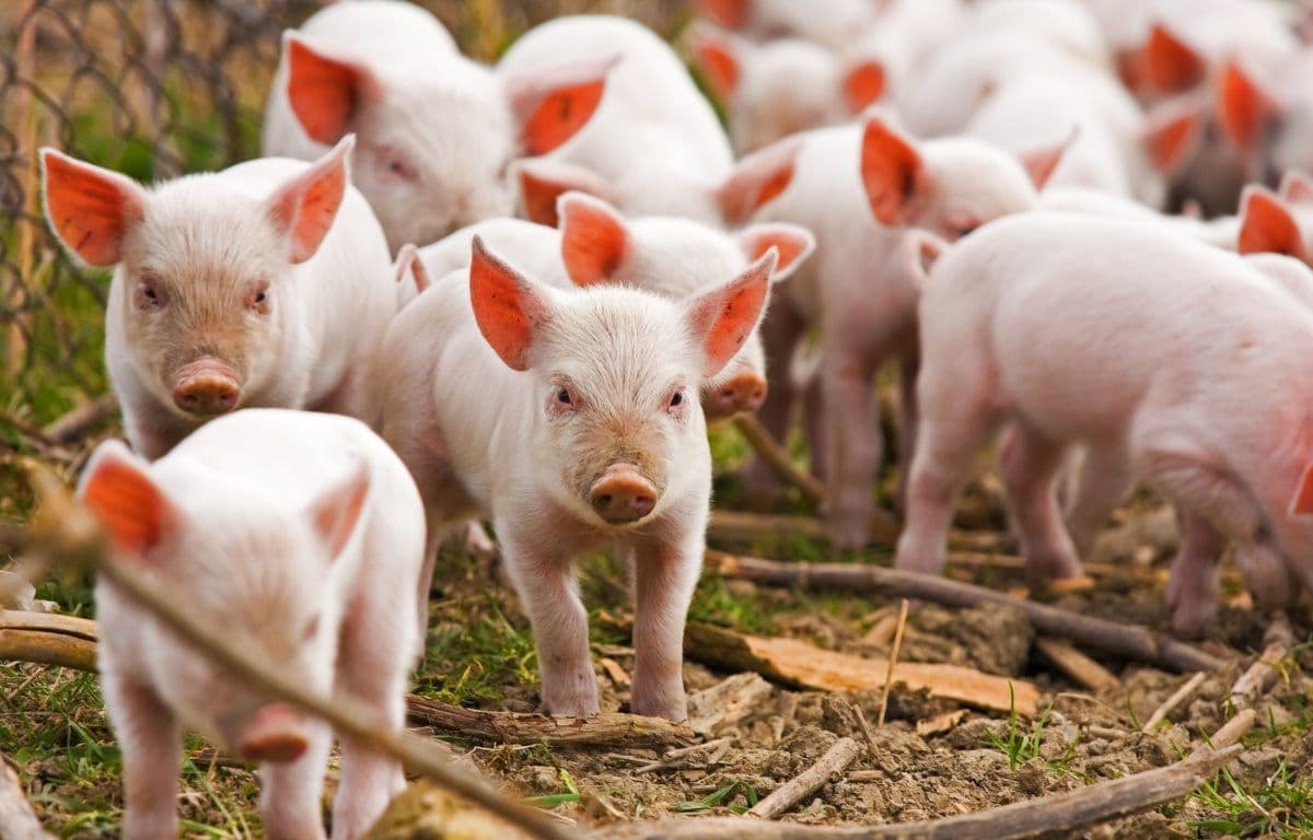 Около 360 млн рублей выделили на поддержку свиноводства и птицеводства в Якутии