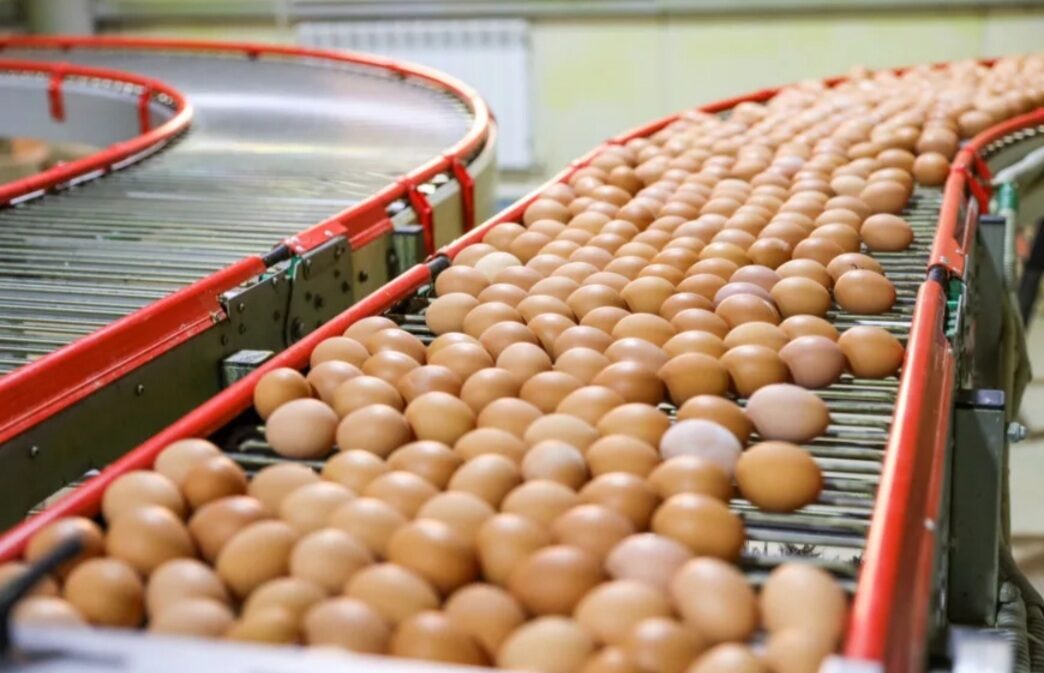 Якутская птицефабрика достигла рекордных показателей производства яиц за последние 20 лет