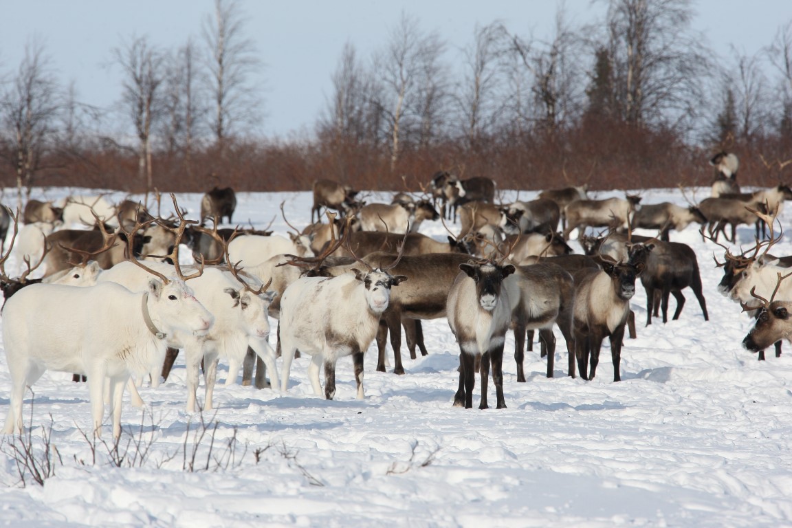 Субсидию на поголовье оленей планируют увеличить в Якутии
