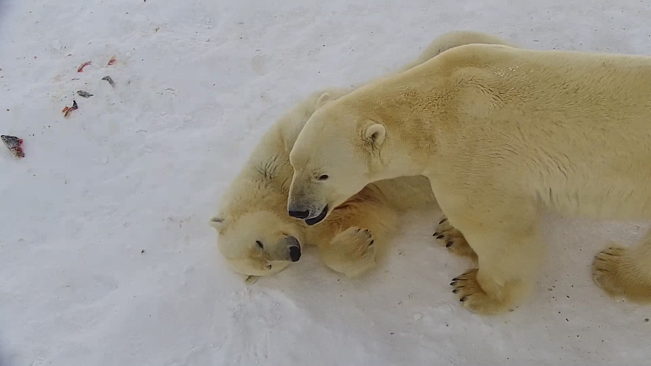 Звездная пара белых медведей из зоопарка «Орто Дойду» воссоединилась
