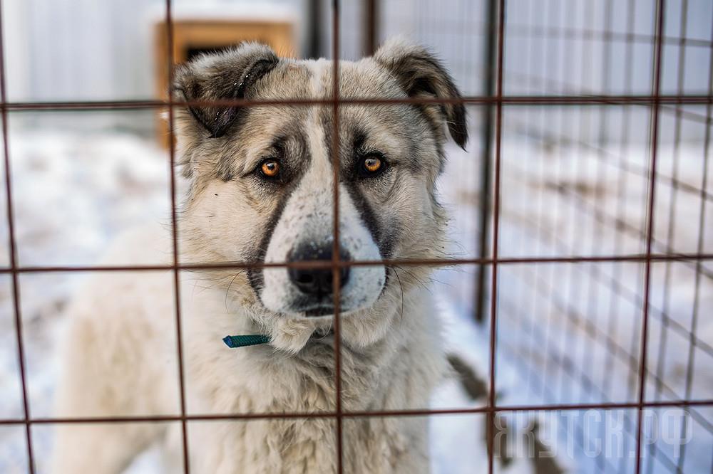 Финансирование на организацию приютов для безнадзорных животных предусмотрят в Якутии