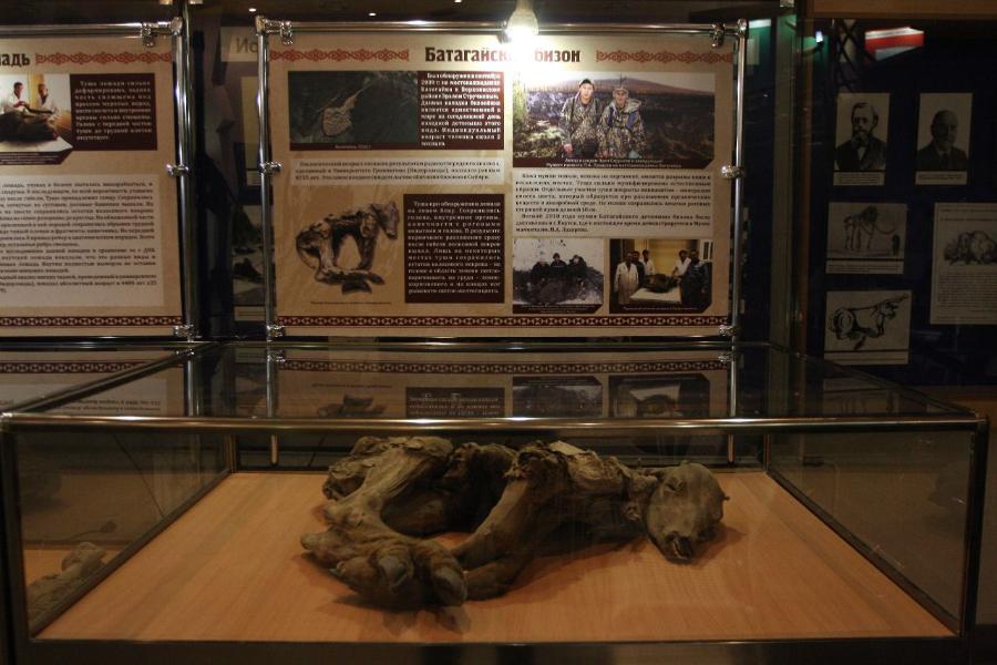 Обнаруженные в Якутии тысячелетние останки животных выставили в музее мамонта СВФУ